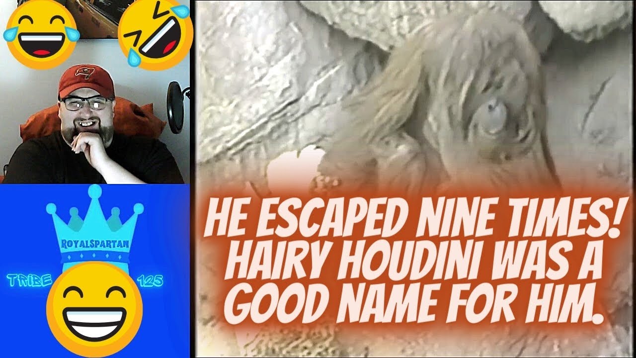 Absolute Mad Lads   Ken Allen The Hairy Houdini / Count Dankula