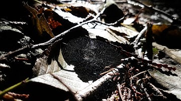 Spider Web in the Wind