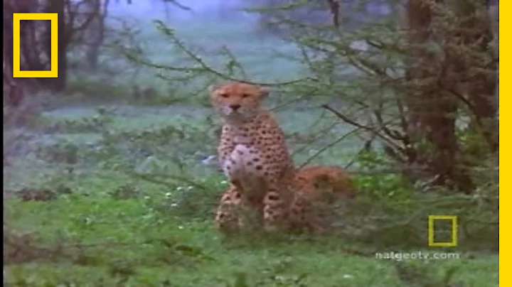 Lives of Cheetahs | Fast and Furious