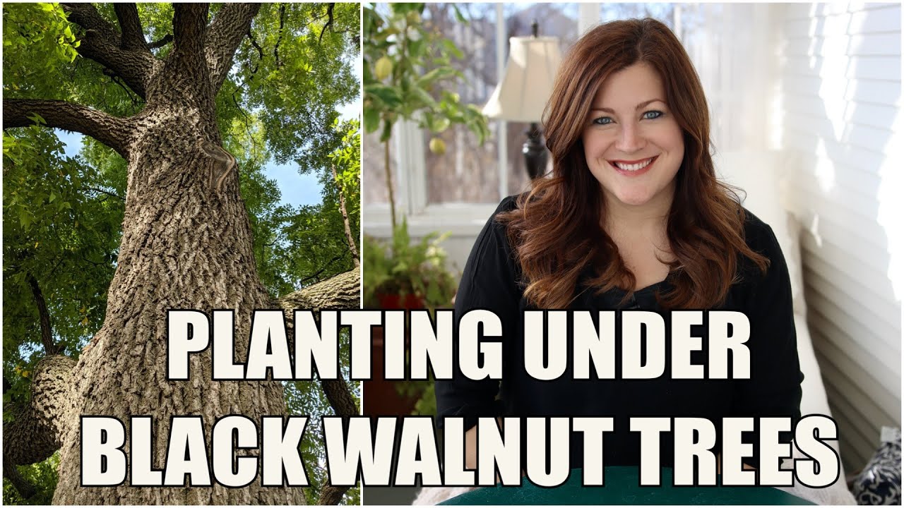 Some Thoughts About Planting Under Black Walnut Trees ????????// Garden Answer