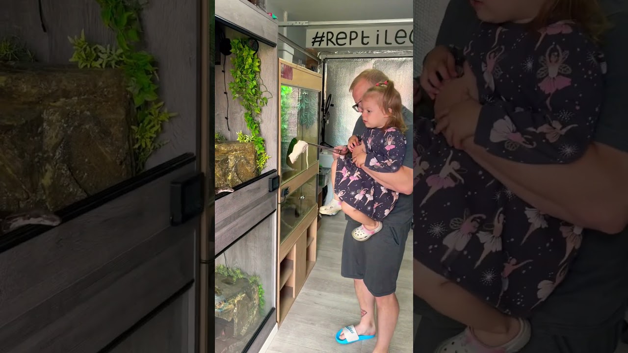 My daughter feeding boa 🐍 #reptiles #snake #daughter #pets #feeding #fyp #viralshorts #shorts #uk