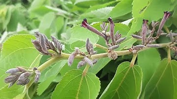 cây an xoa chữa bệnh gan là có thật!rất tốt và hiệu quả