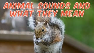 Animal Sounds And What They Mean