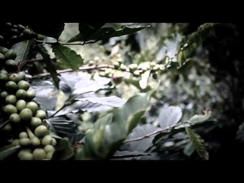 LA HUELLA DEL CAFÉ DOCUMENTAL