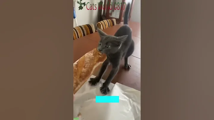 Watch the video about Cute Kittens 😼 cats meowing 😹 # Episode 1182