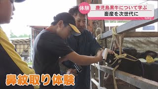 小学生が鹿児島黒牛について学ぶ 牛舎見学や鼻紋取り体験も JAあいらが主催 日本一の黒牛を未来へ