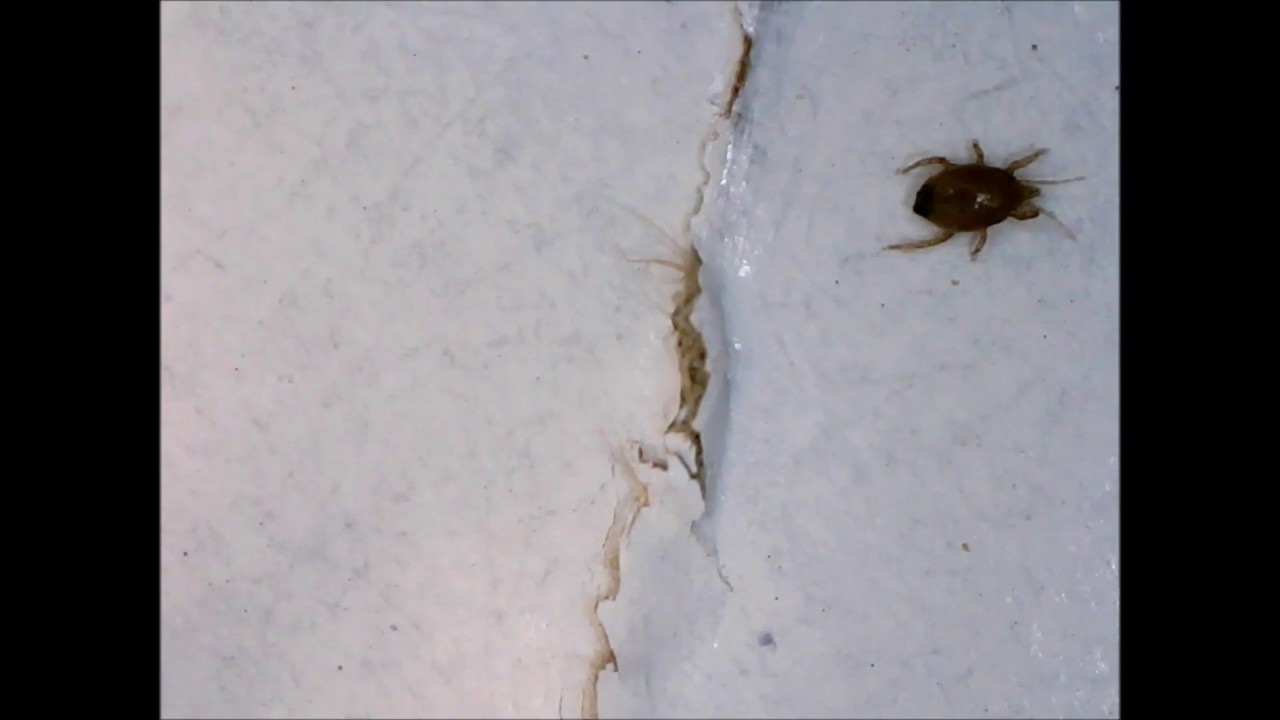 Bug Found in a Dessert Container - YouTube