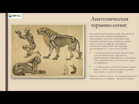 Терминология в Латинском языке