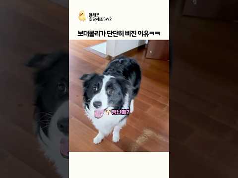 보더콜리가 단단히 삐진 이유ㅋㅋ thumbnail