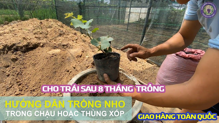 Hướng dẫn trồng nho ninh thuận