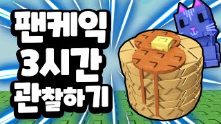 최고의 조합! 팬케익스택+문캣  | 그로우 어 가든
