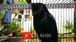 SUARA ASLI SRIGUNTING HITAM UNTUK PANCINGAN BURUNG BAHAN