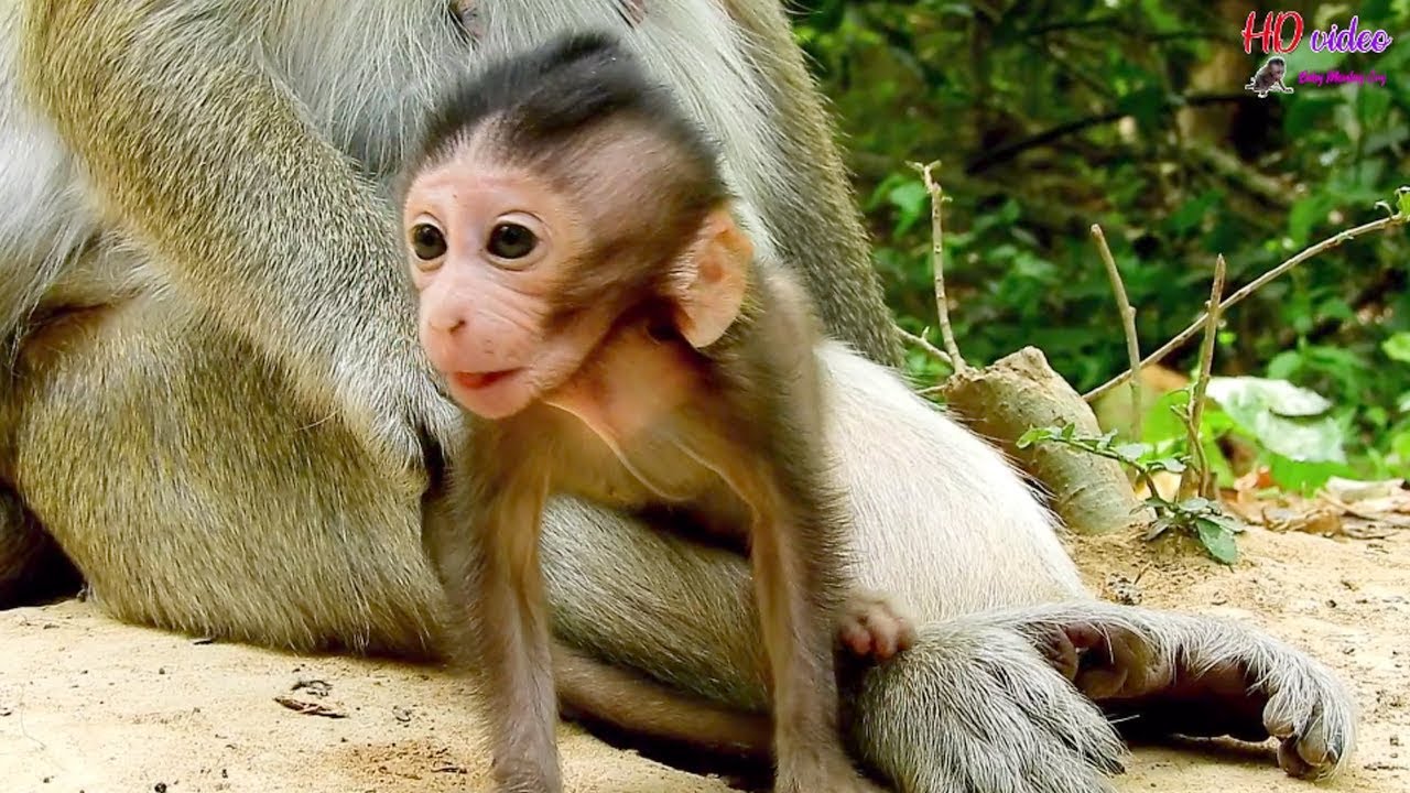 How cute baby monkey in Mila group look wonder in front him just adorable-Who make him wonder