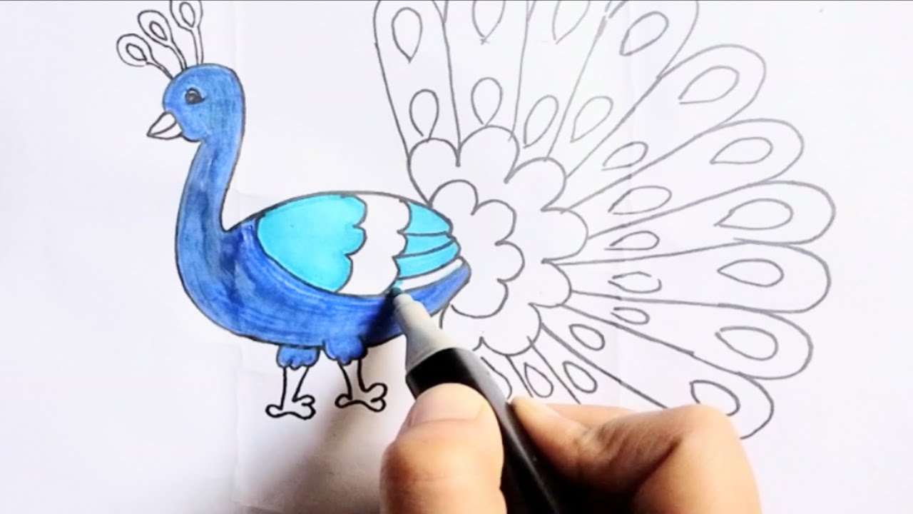 Peacock 🦚 drawing||drawing and coloring||how to draw a peacock 🦚 ...