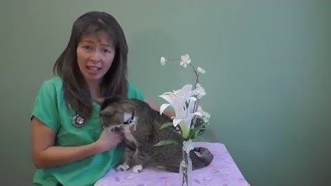 Top Poisons That Cats Get Into! | Dr Justine Lee