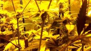 600 watt HPS Skywalker OG - Day 17 of Flower