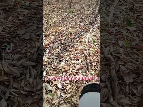 251กรีดซ้ำเปลือก 2 เป็นอย่างไร