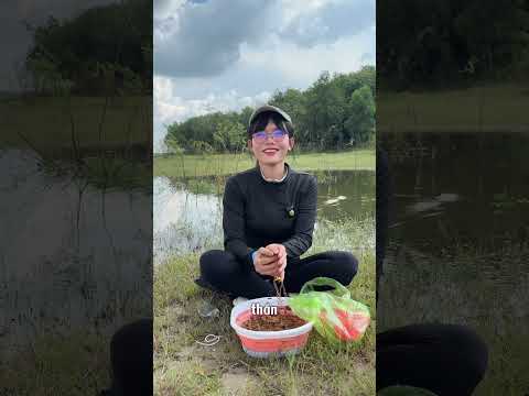 Câu cá hồ đá bàn bình dương #fishing #cauca #mayfishing #caucavatrainghiem #caucagiaitri