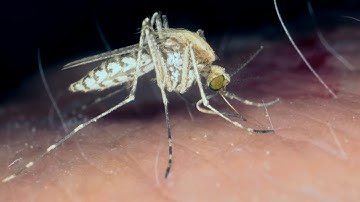 Mosquito drinks blood out of man