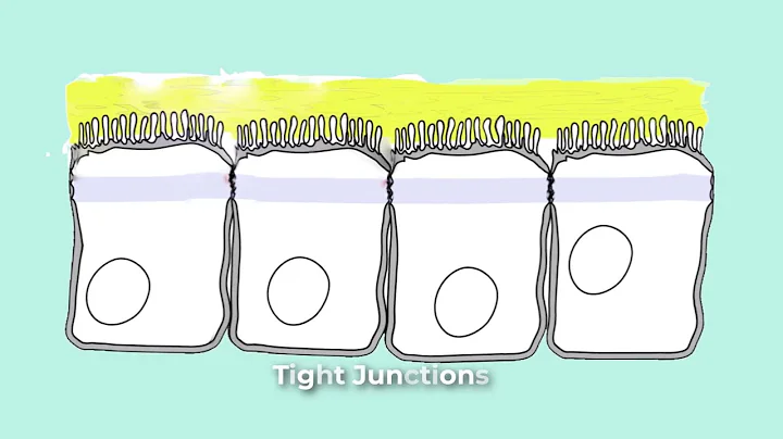 Cell Junctions for Anatomy and Physiology - Gap, Cadherens, Adherens, Anchoring, Tight, Desmisomes..