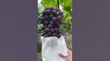 Easy Way to Protect Grapes From Birds and Bugs #satisfying@HappyFarm85