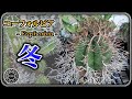 【ユーフォルビア】 ユーフォルビアの冬の様子と管理 & お知らせ【アガベ】【多肉植物】【園芸】