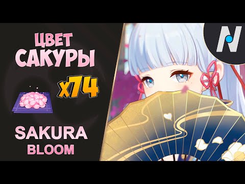 ЦВЕТ САКУРЫ - Сбор Всей. ЛУЧШИЙ Маршрут | Genshin Impact