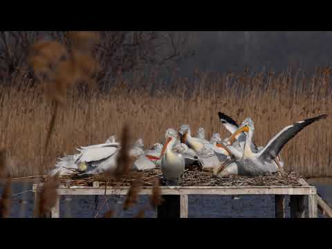 Видео: Къде гнездят сиви гъски?