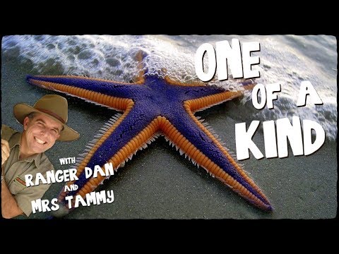 STARFISH SONG FOR KIDS | Under the Sea Songs | Animal Songs | Preschool songs | Creation Connection