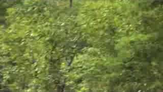 Mountainsideorp Stairway