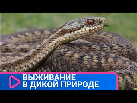 СЕКРЕТЫ, КАК ВЫЖИТЬ В ДИКОЙ ПРИРОДЕ! Выживание в дикой природе. Семейный канал