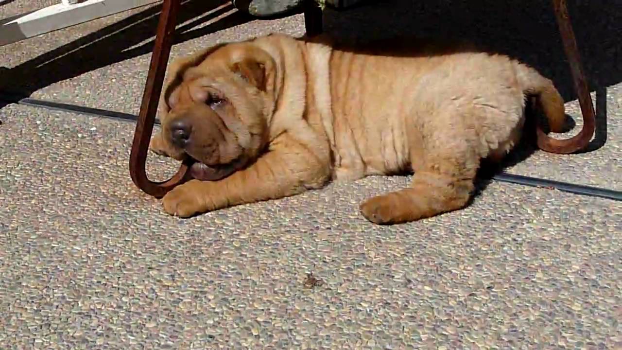 8 week old shar pei