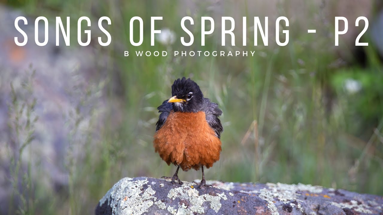 The Promise and Hope of the Season: Sounds & Songs of Spring πΌ The Promise and Hope of the Season: Sounds & Songs of Spring πΌ
