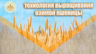 Технология выращивания озимой пшеницы | АПК "КУБАНЬХЛЕБ"