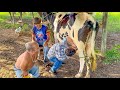 PILILIU BOTA O FILHO PRA MAMAR NO PEITO DA VACA E ELE NÃO GOSTOU 🤣| PILILIU DA RESENHA