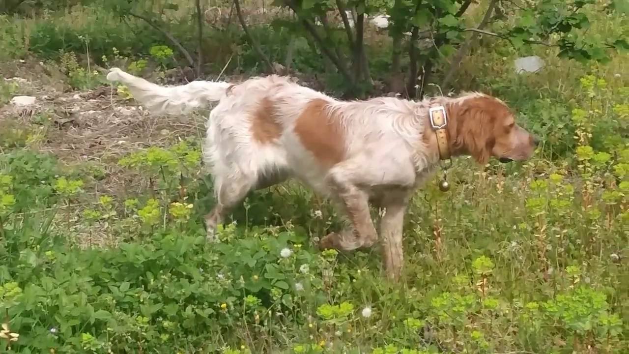 Setter FERMA Stilleri.