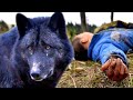 Man Fainted in the Forest but What the Wolf Did Was Wonderful