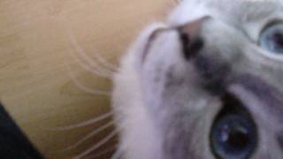 Heilige Birma Katze bettelt um Schmuseeinheiten!