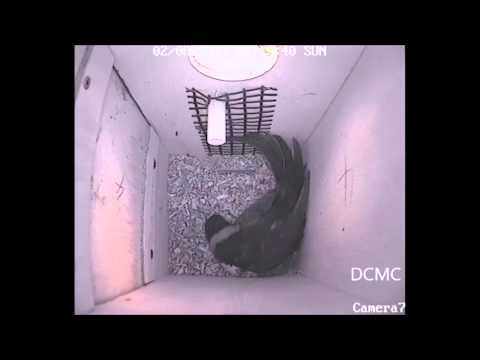 Rainbow Lorikeet inside nestbox