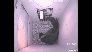 Rainbow Lorikeet inside nestbox