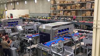 Sims Manufacturing,Automatic Pouch Bagger-apples