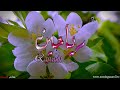 معنى اسم رياحين وصفات حاملة هذا الاسم 