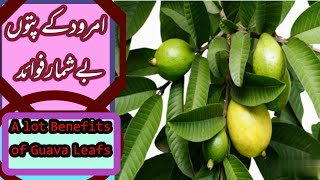 A lot Benefits of Guava leafs..امرود کے پتوں کے بے شمار فوائد..Amrood k patton Be Shumaar fwaid