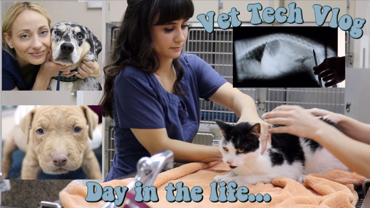 day in the life of a vet tech vet tech vlog veterinary technician vettech