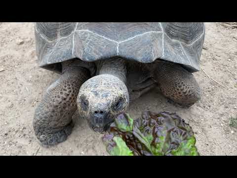 Sign up for the Houston Zoo's Walk for the Wild 5k