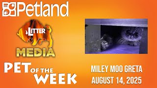 Petland-Litter Media Pet of the Week for August 14, 2025: Miley Moo Greta George