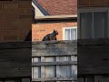 This squirrel is not a statue. #shorts
