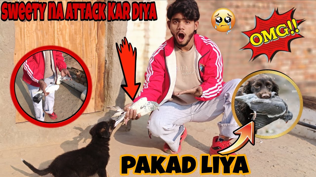Sweety Na Attack Kar Diya?? 😲