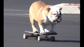 George, the bulldog, rips up the skatepark!