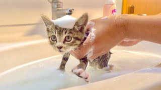 1st Bathing of Rescued Kitten 　